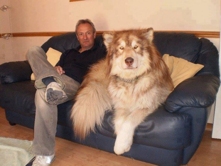 husky acostado en el sillon