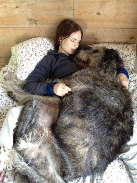 perro acostado en la cama