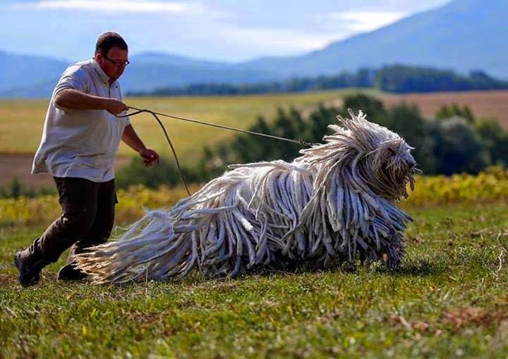 perro peludo corriendo en la pradera