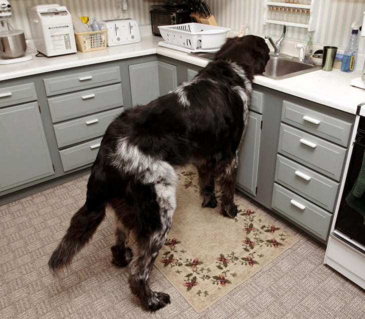 perro ensucia la cocina