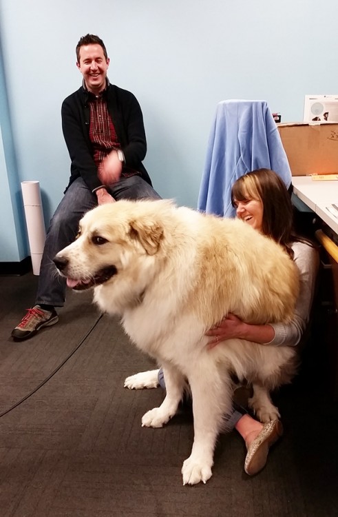 perro blanco sentado en mujer