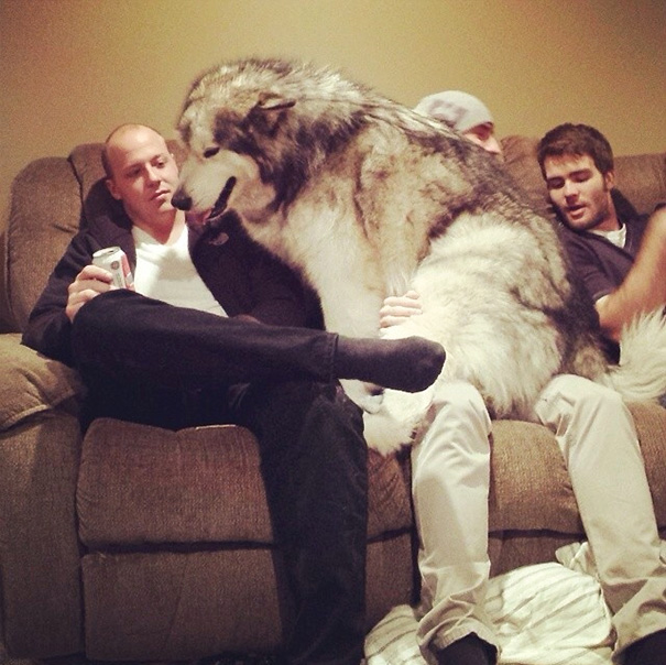 husky en sofa con 2 hombres