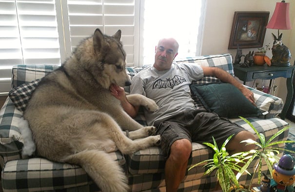 husky en sillón al lado de hombre