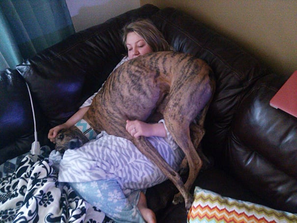 perro acostado sobre mujer en sillon