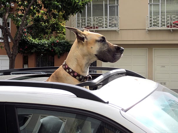 gran danes con la cabeza fuera del auto