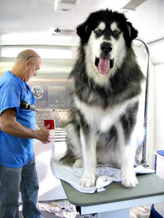 husky en camilla del veterinario