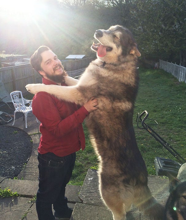 husky arriba de un hombre