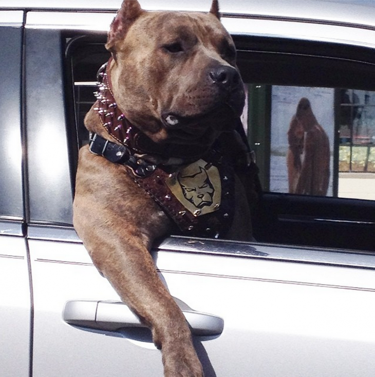 pitbull en la ventana de un auto