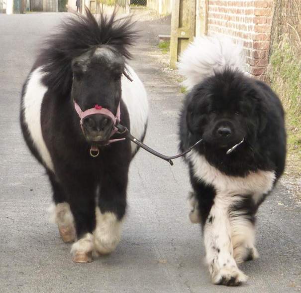 perro pasea a un pony