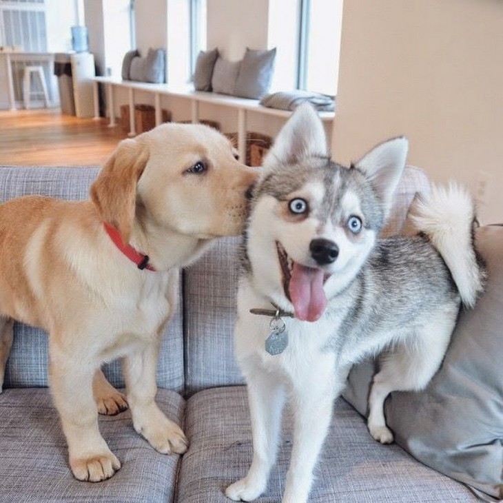 Perrita labrador besa a un parro huskey