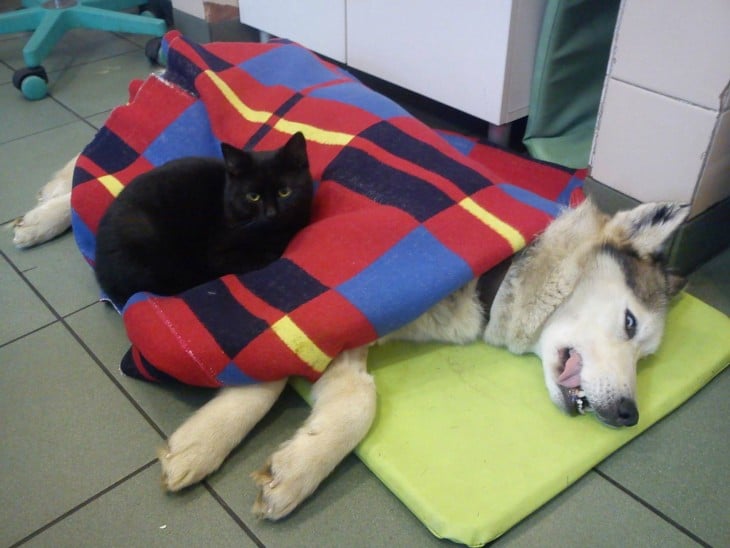 gato enfermero cuidando a otro perro mientras lo abraza