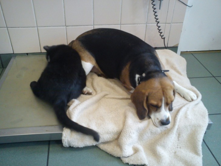 gato enfermero duerme junto a perro enfermo