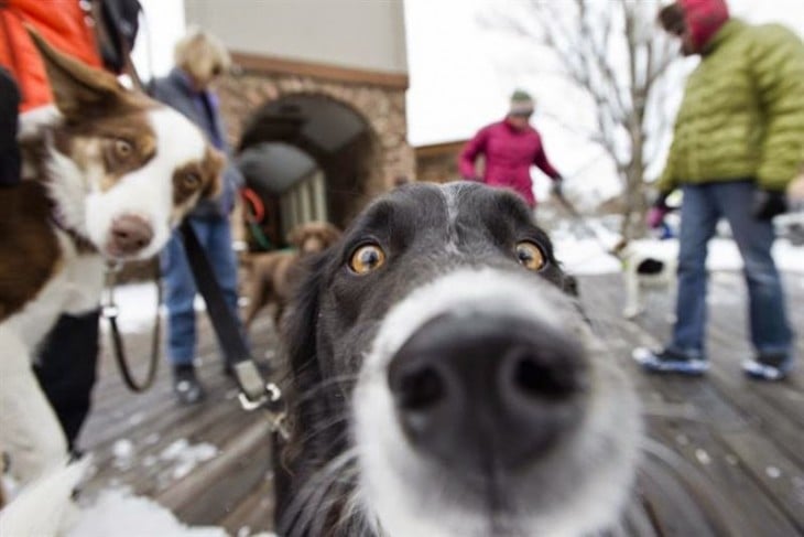 perro en París selfie