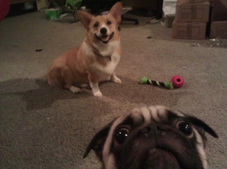 pug y caniche en selfie