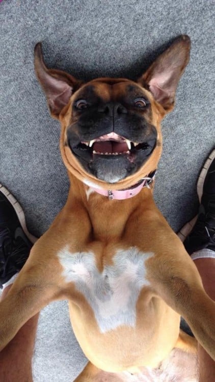 perro boxer acostado selfie