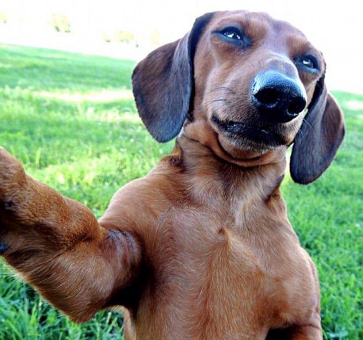 perro salchicha y selfie en el pasto