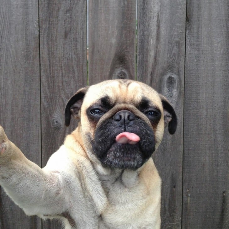 perro pug en selfie
