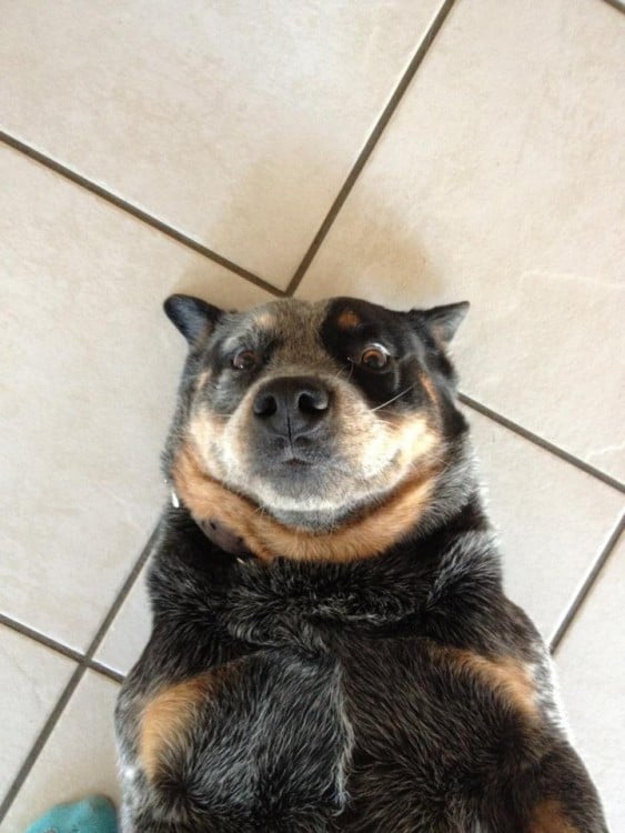 pastor australiano en el piso selfie