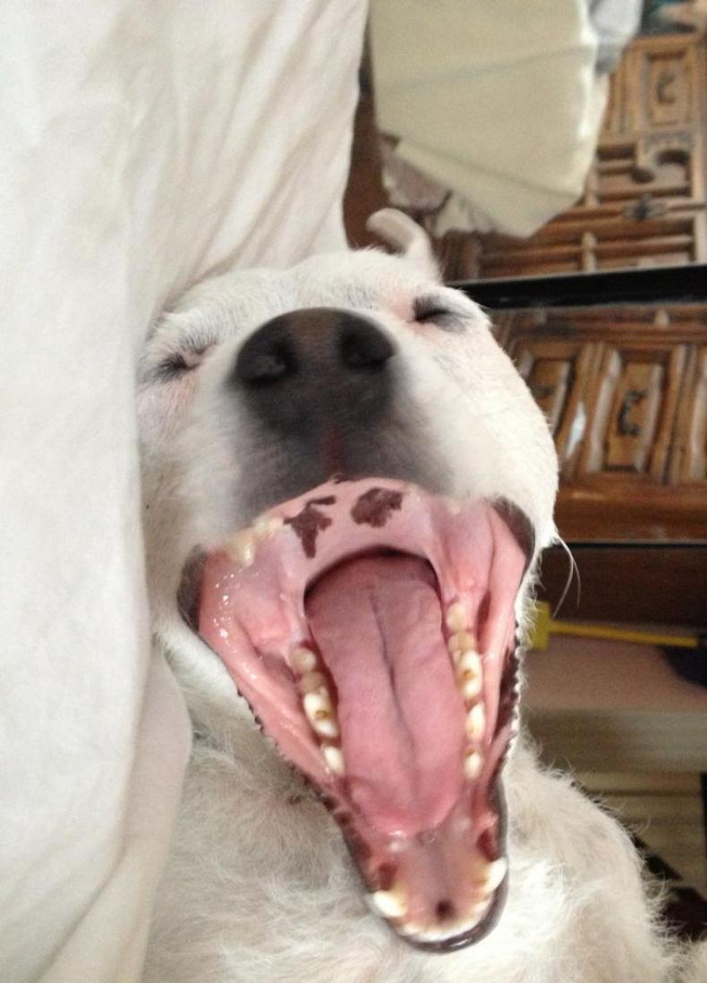 25 Perros que son expertos para tomarse selfies