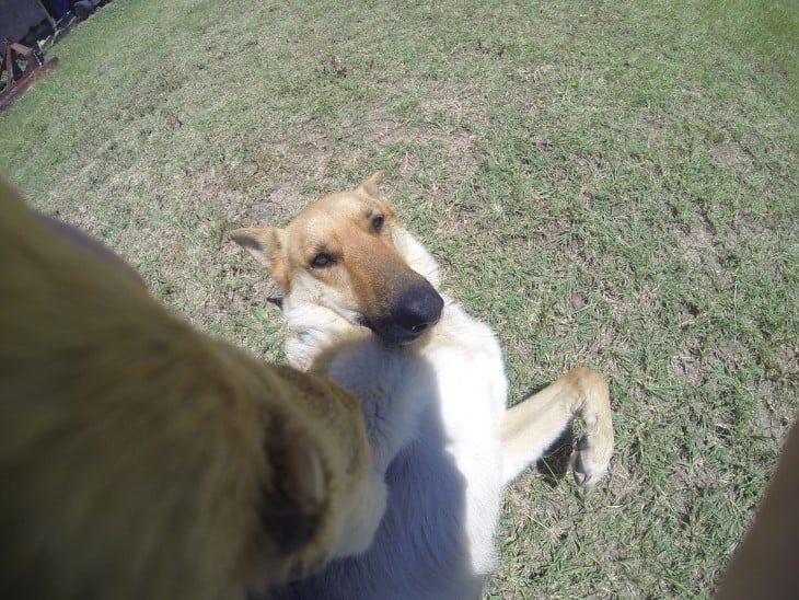 perro collier tomándose una selfie