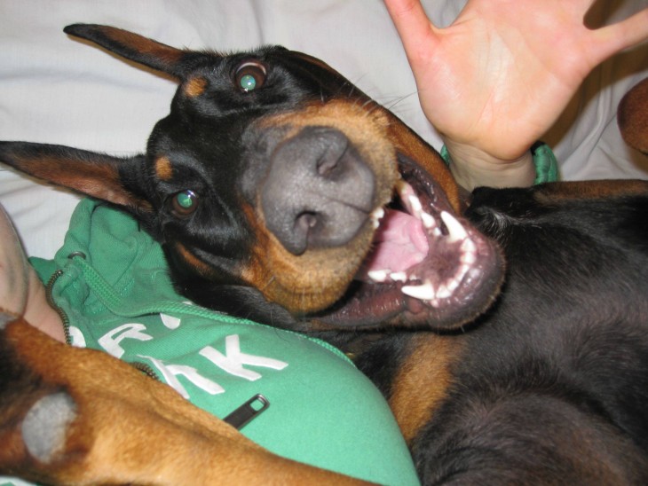 selfie de un perro doberman