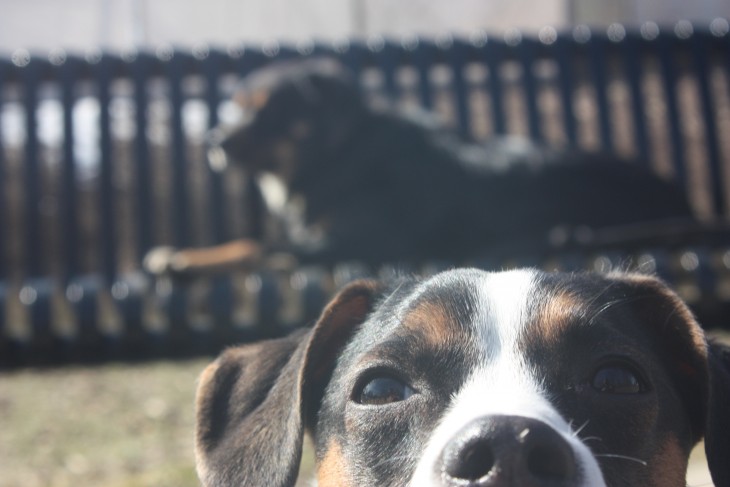 perro selfie y otro en banco