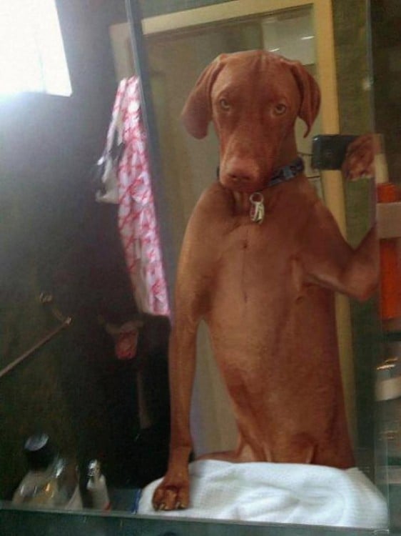 perro parado en la ducha tomándose sulfie
