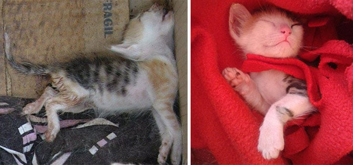 antes y despues de un gato rescatado