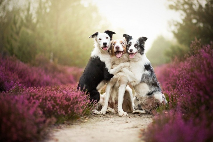 perros jugando y abrazados