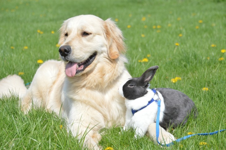 perro con un conejo