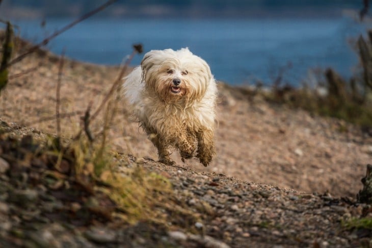 perro sucio corriendo heliz