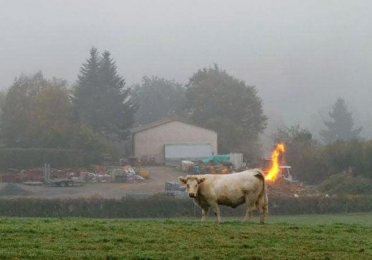 vaca con la cola incendiada