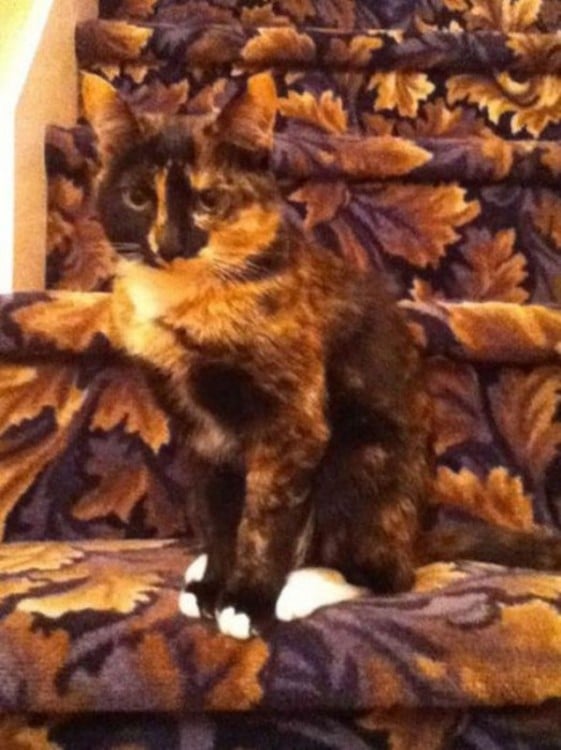 gato tiene los mismos colores que la alfombra de la escalera