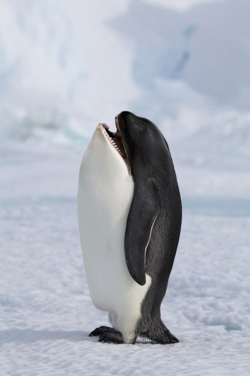 Cuerpo de pingüino con cabeza de ballena