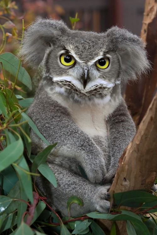 Koala con cara de búho en medio de un árbol 