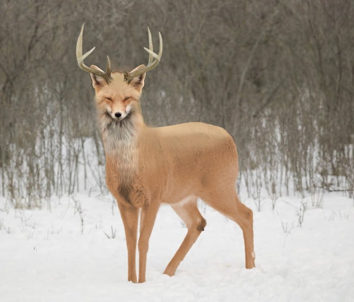 Venado con cara de zorro