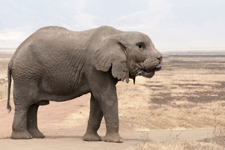 híbrido de un Elefante con cara de gato