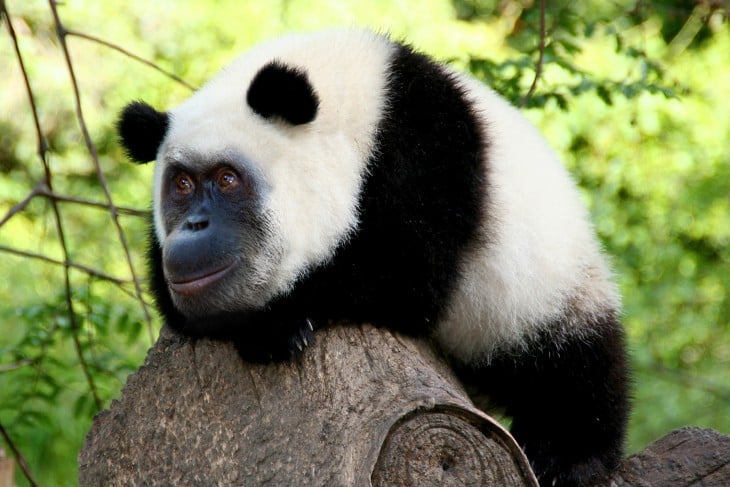 panda con cara de orangután