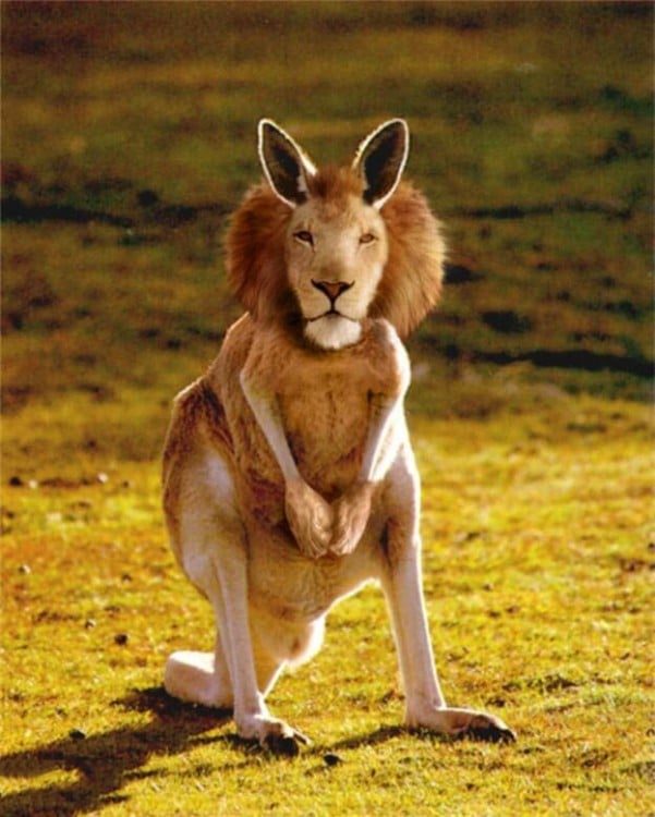 Canguro con cabeza de león