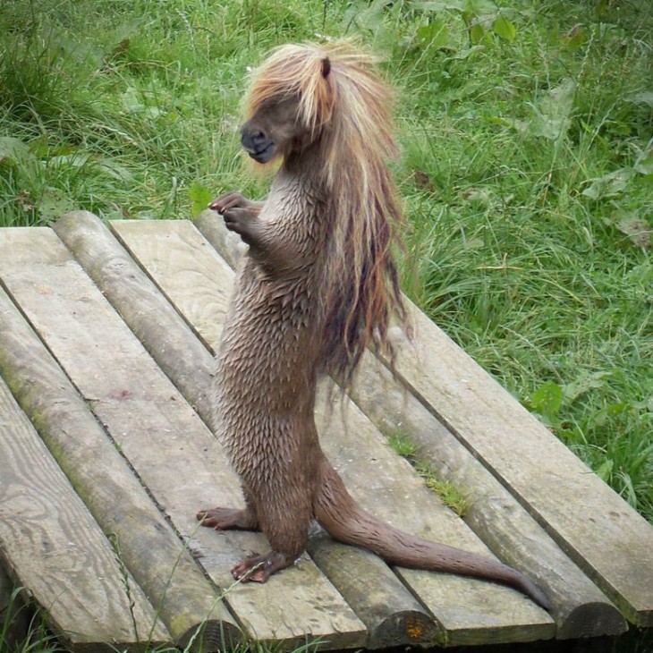 Ardilla con cabeza de caballo