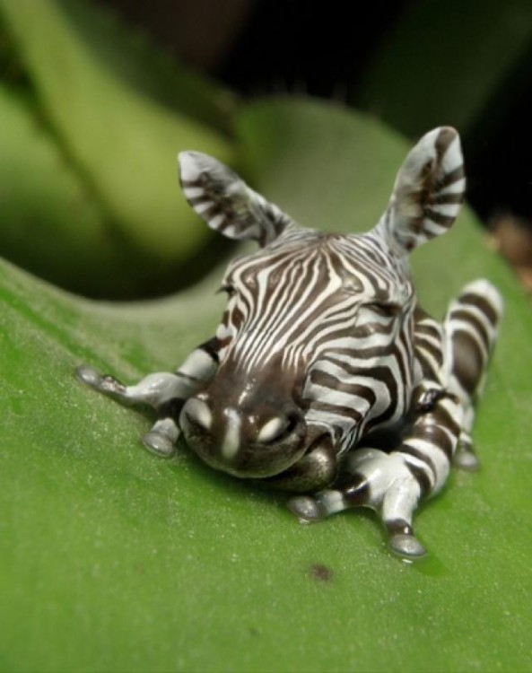 Rana con cabeza y color de cebra sobre una planta 