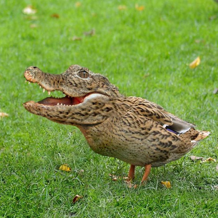 pájaro con cabeza de cocodrilo sobre el césped 