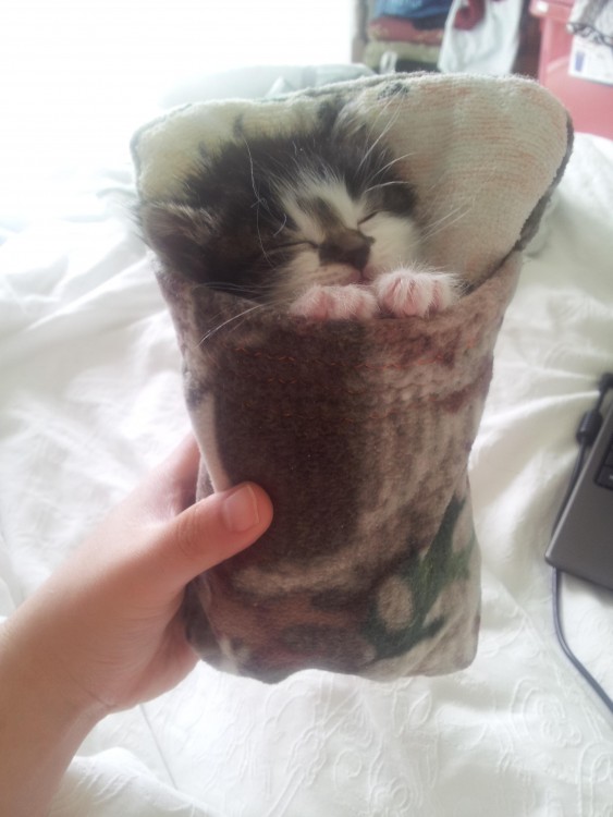 bolsa para gato