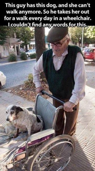 hombre pasea a su perro anciano en silla de ruedas