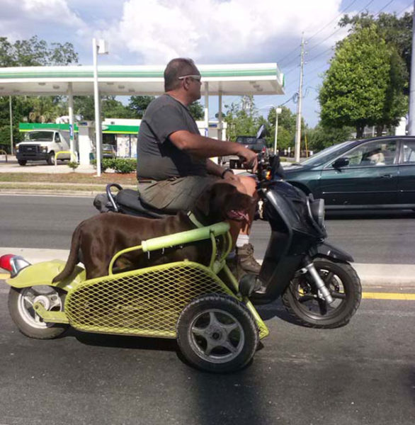 hombre diseña carrito de moto para su perro