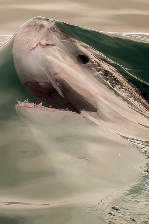 TIBURON SE ASOMA A TRAVES DE LAS OLAS DEL MAR