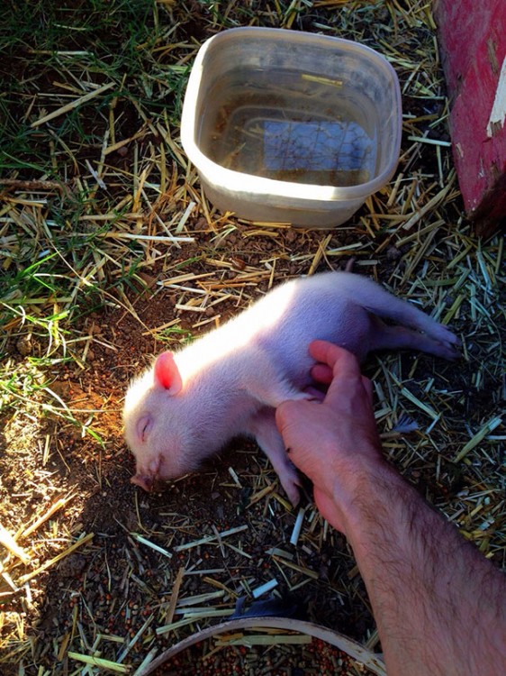 cerdito feliz