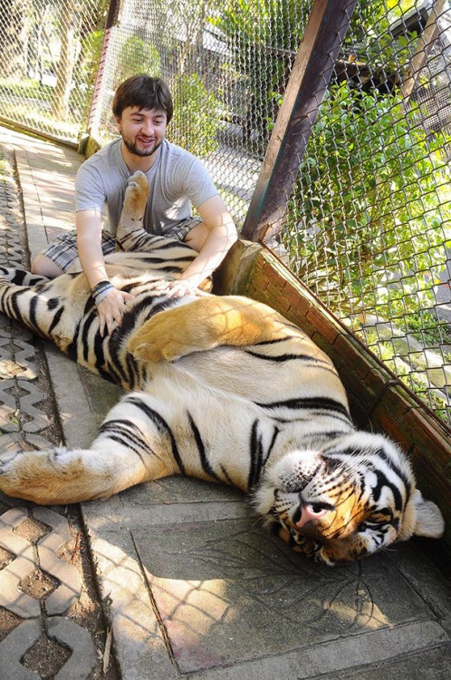 tigre recostado mientras le rascan la pancita