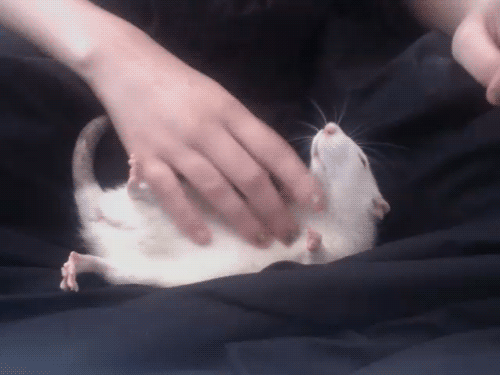 rata recibiendo cosquillas