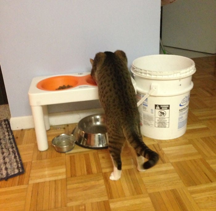 Gato parado comiendo en unos platos de comida 